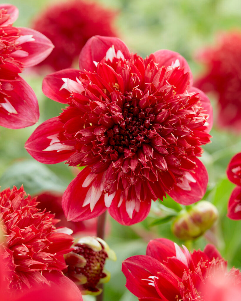 Dahlia Anemone Speech 1-pakning NYHET